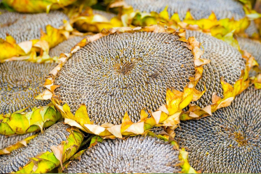 Sunflower seedhead dried 2